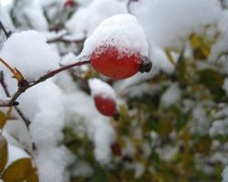 Плоды шиповника укрывшись слоем снега